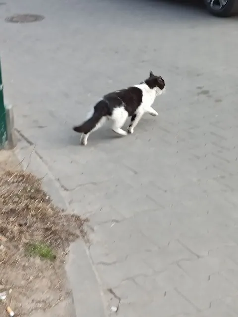 Кот уверенно идёт по улице
