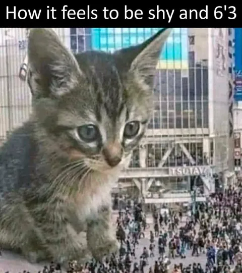 Shy and 6'3 Cat