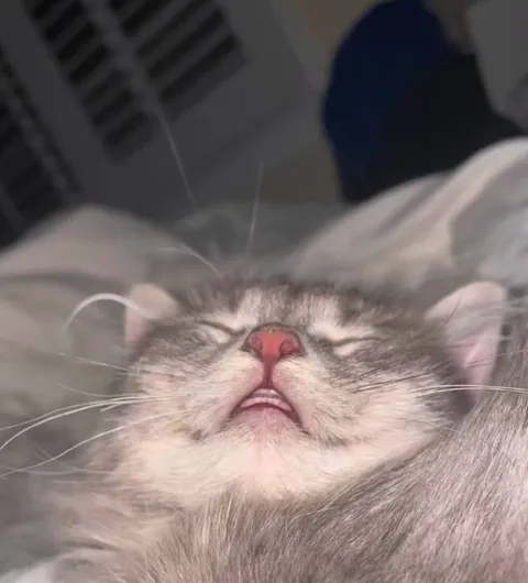 Кот в блаженном сне