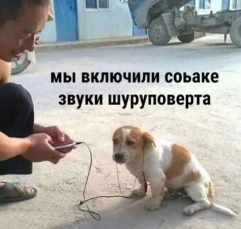 Собаке включили звуки шуруповерта