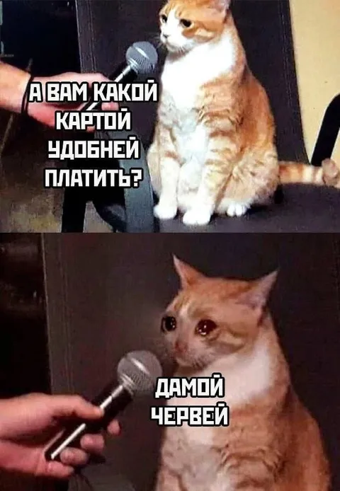 Кот платит дамой червей