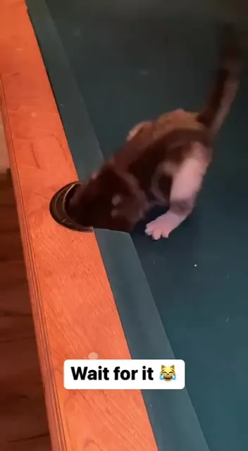 Kitten Finds a Pool Table Portal