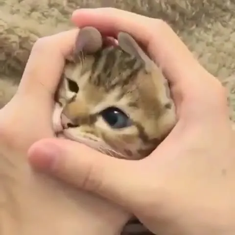 Котёнок в ладонях