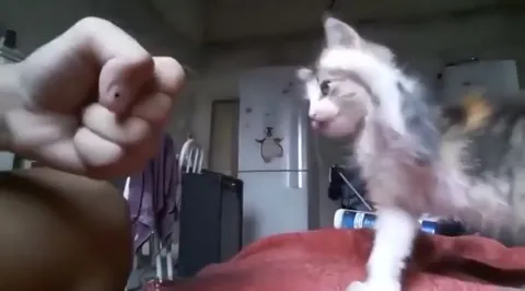 Котёнок атакует кулак