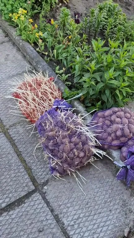 Колючие луковицы ползут по дорожке