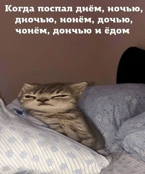 Кот после дневного сна