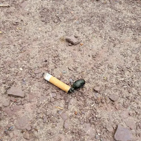 Жук катит окурок