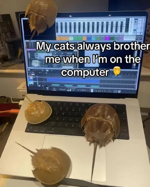 Cats Bother Me on the Computer