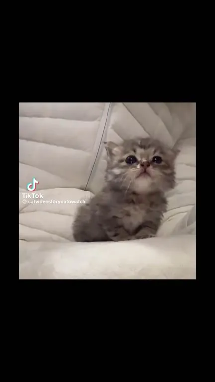 Котёнок драматично мяукает