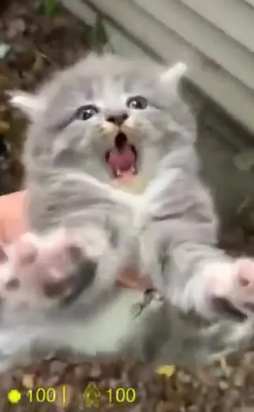 Котёнок кричит и убегает