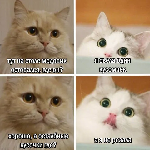 Кошка съела весь медовик