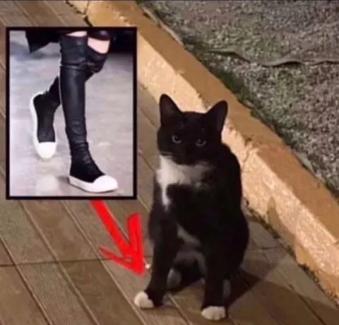 Кот в модных сапогах