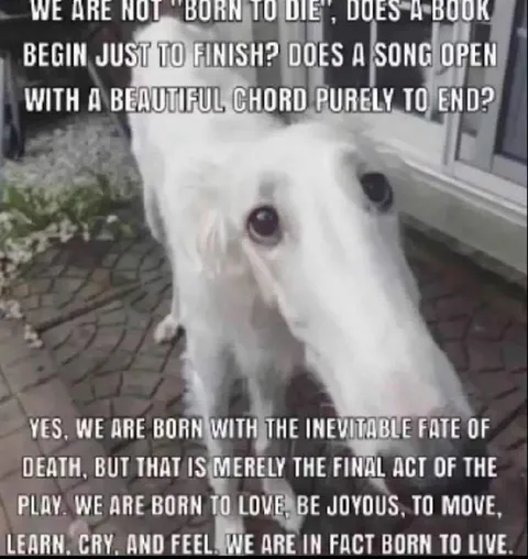 Born to Live Philosophical Dog