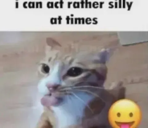 Cat Acts Silly