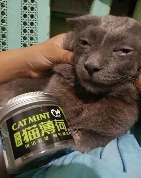 Уставший кот с кошачьей мятой