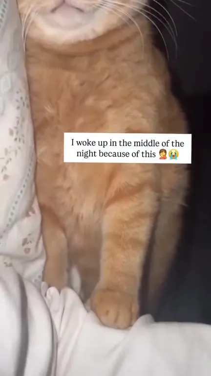 Cat Wakes Up at Night