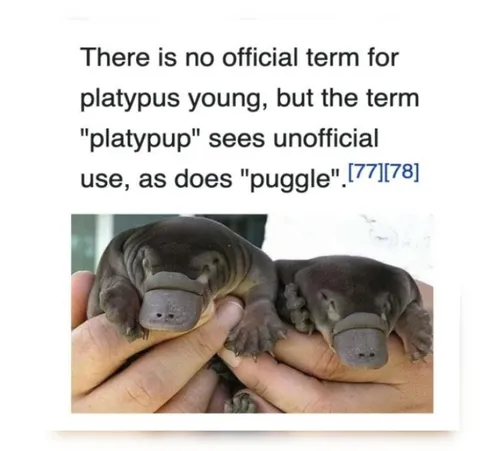 Platypus Babies Have Many Names