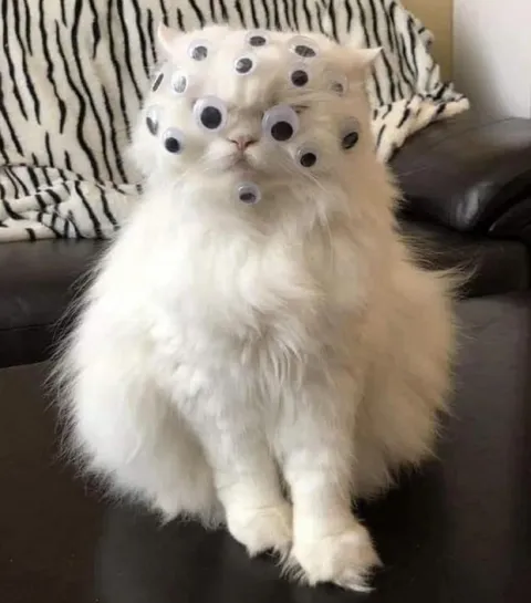 Кот с глазами повсюду