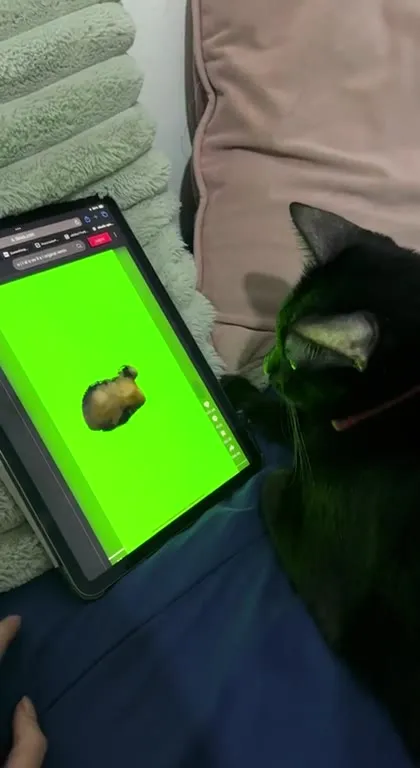 Кот атакует планшет