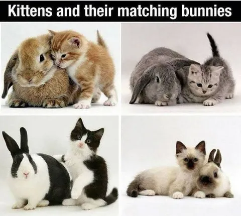 Kittens and Matching Bunnies