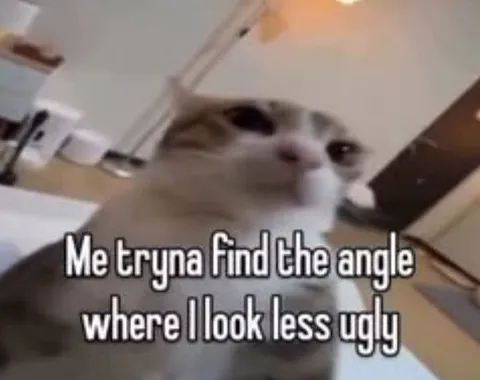 Cat Searching for a Good Angle