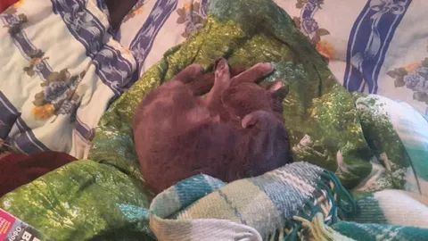 Кот уютно завернулся в одеяло