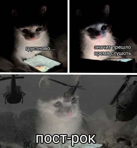 Кот слушает пост-рок