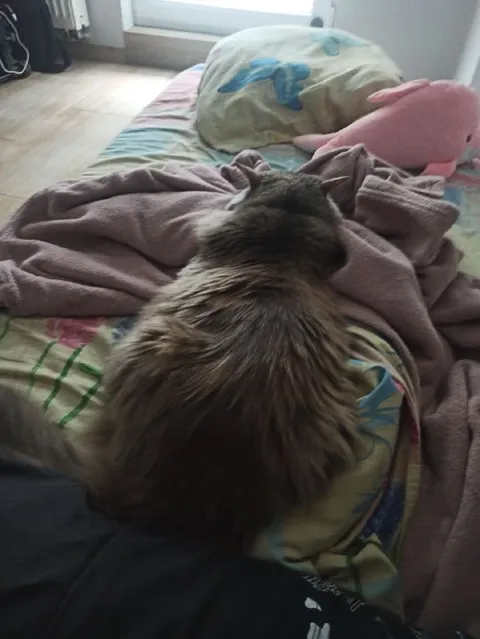 Кошка отвернулась и обиделась
