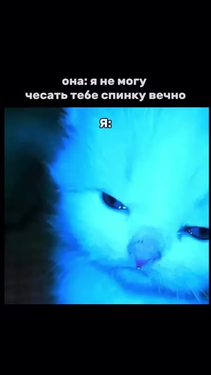 Кот не может отпустить спинку