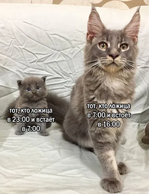 Котёнок и взрослый кот лгут о сне