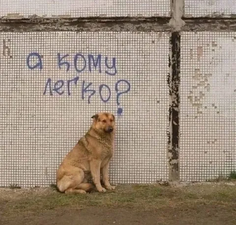Собака у стены с надписью