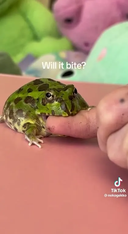 Will It Bite? Frog and Gecko Test