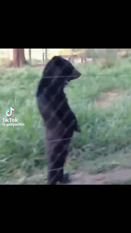 Bears Hit the Beat