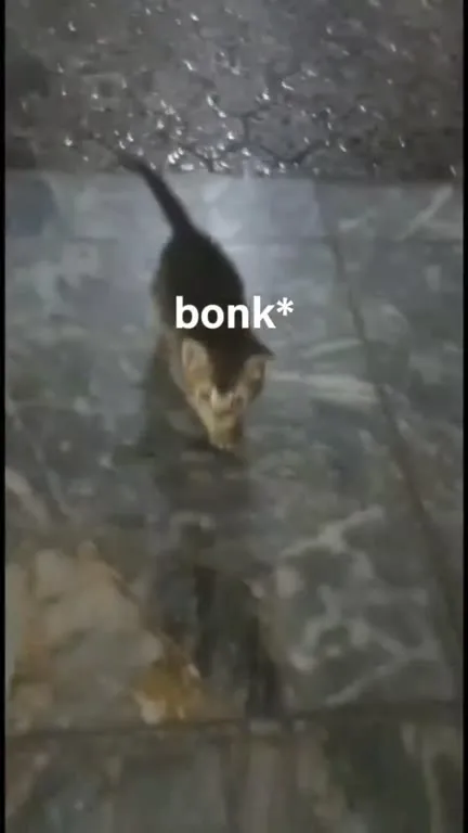 Tiny Kitten Bonk