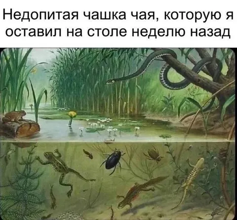 Чашка чая через неделю