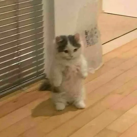 Котик после стресса