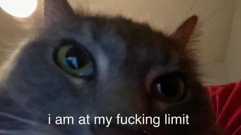 Cat at My Fucking Limit