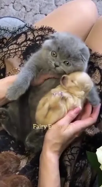 Кот обнимает щенка