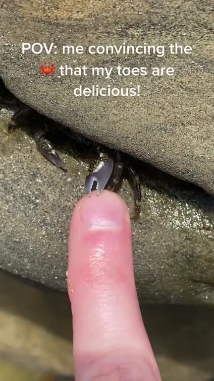 Crab Tasting My Toes
