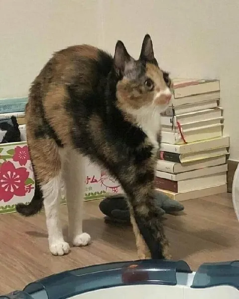 Очень длинная кошка