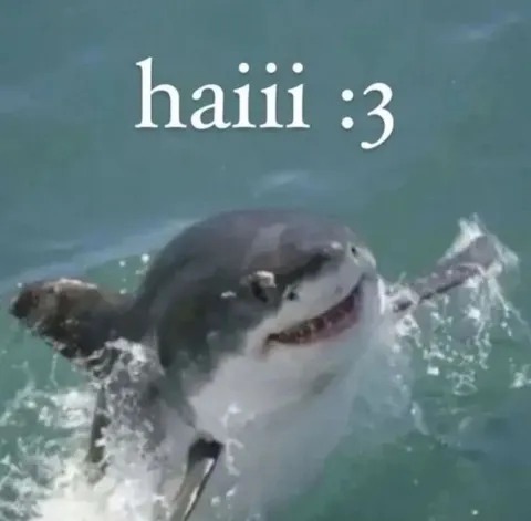 Shark Says Haii :3