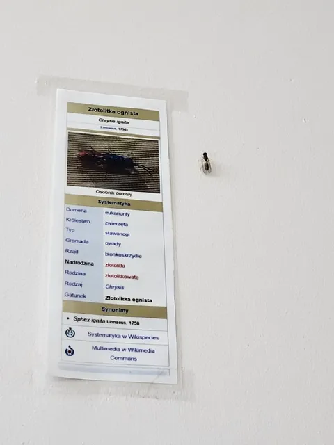 Złotolitka ognista na ścianie