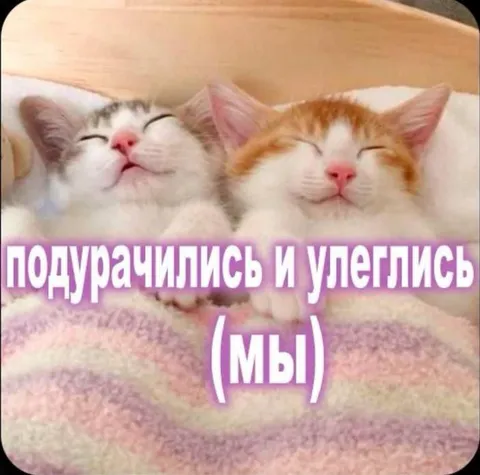 Котята подурачились и улетели