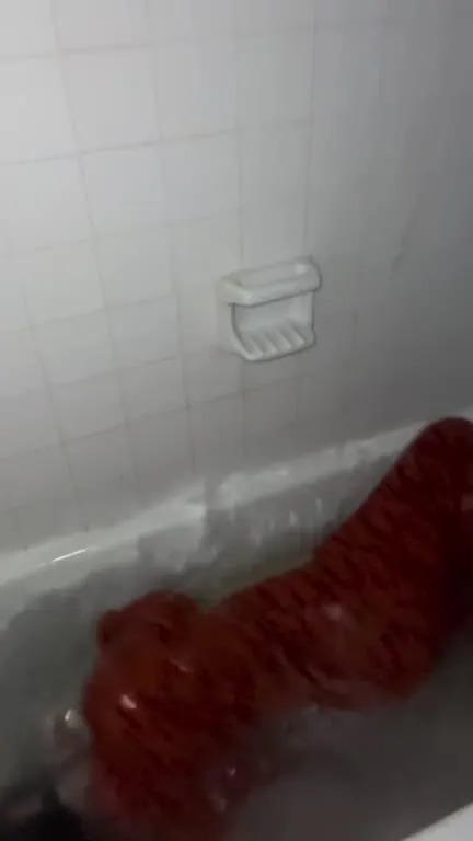 Trying to Experience an Alligator