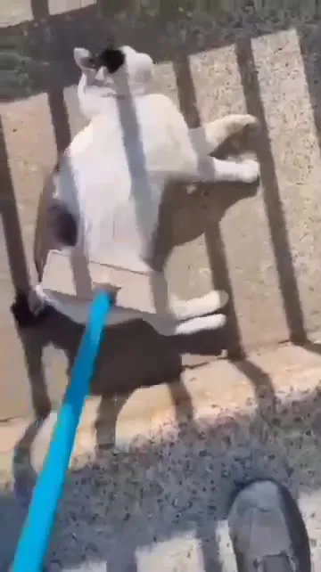 Кот и швабра для живота