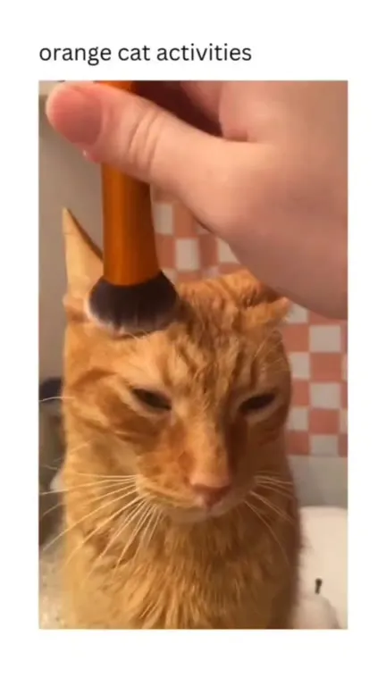 Orange Cat Gets His Makeup Done