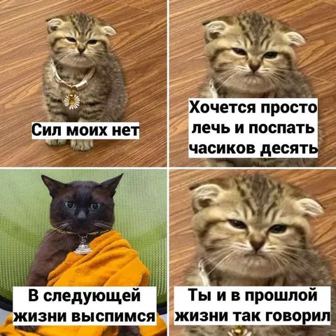 Коты о вечной усталости