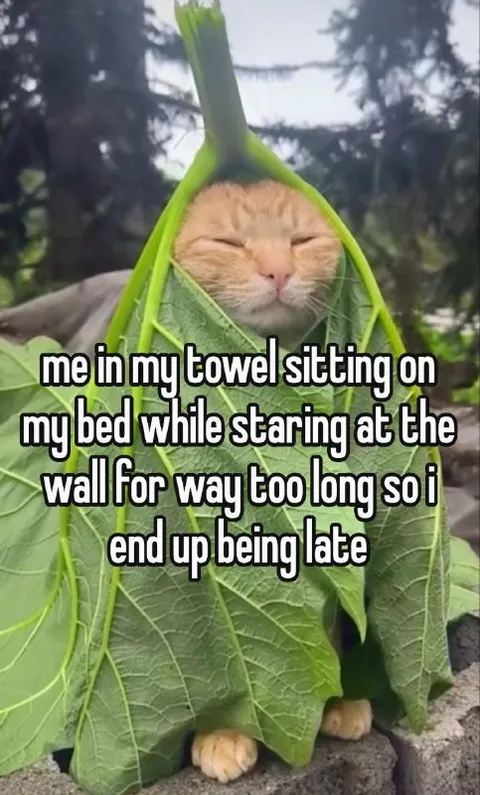 Cat Wrapped in Towel Late