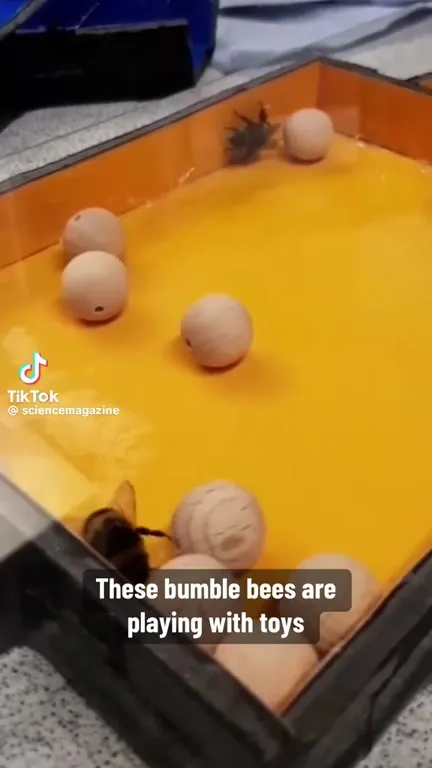 Bumble Bees Playing With Toys