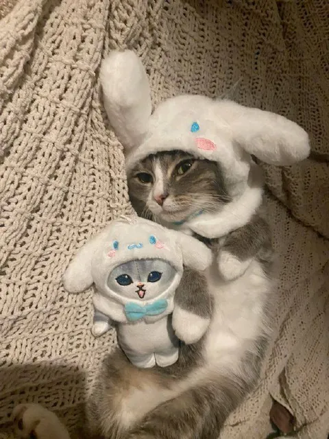 Котик в костюме зайчика